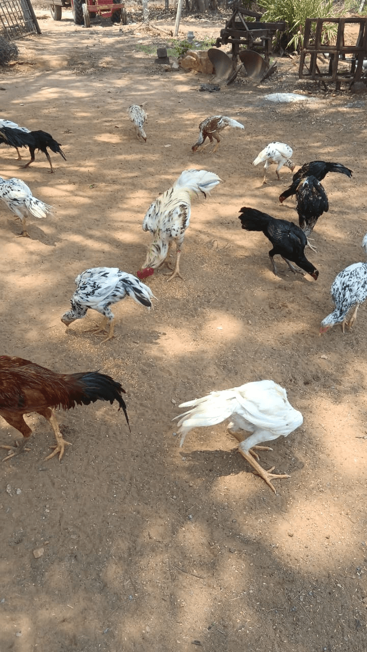 Chicken