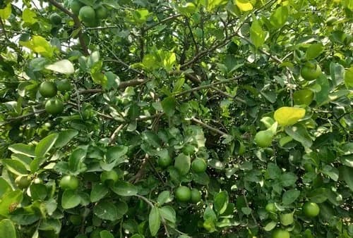 Lemon