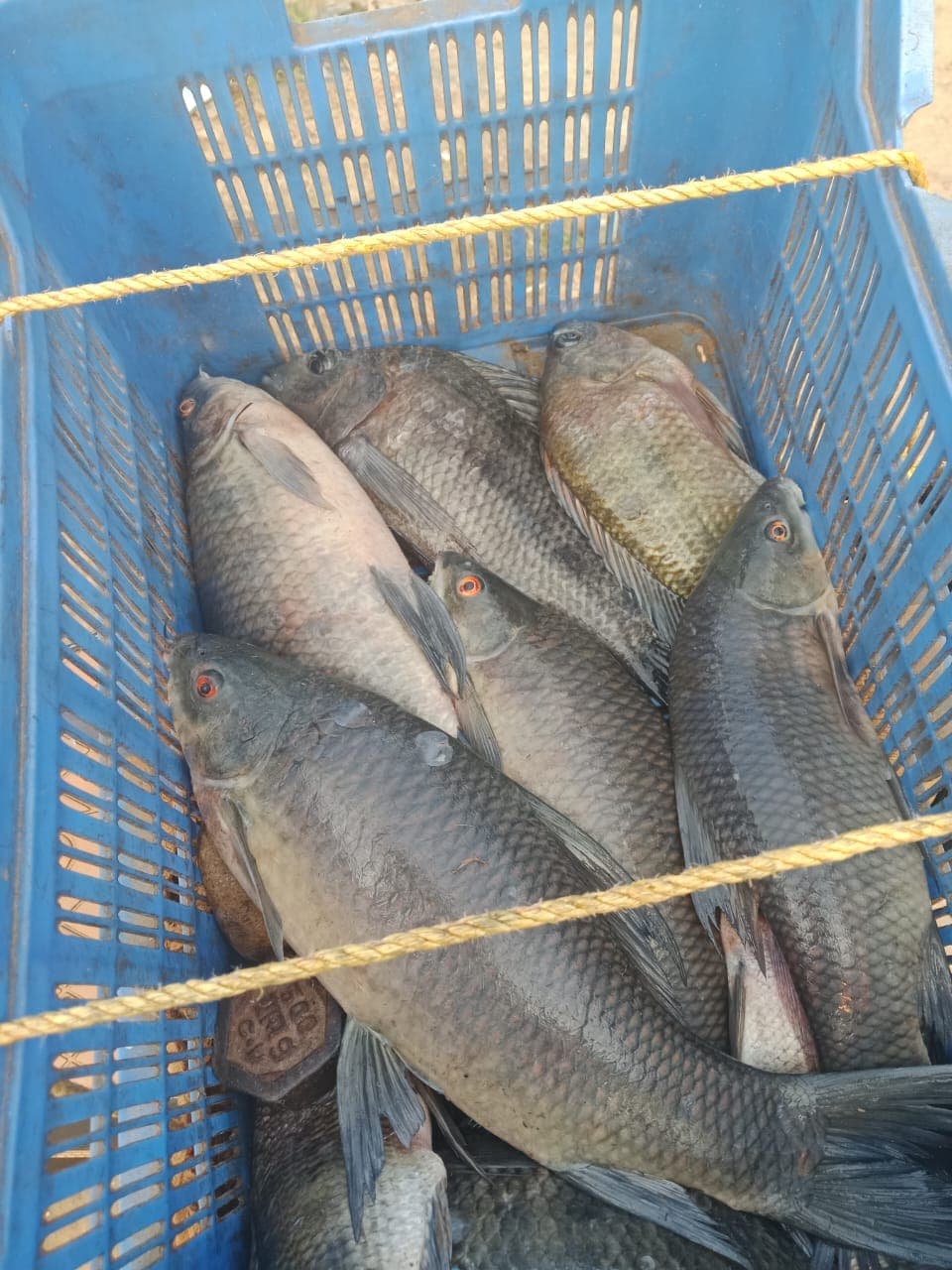 Fresh Fish